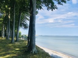 Beach and Forest Rytzebaek Mon Denmark